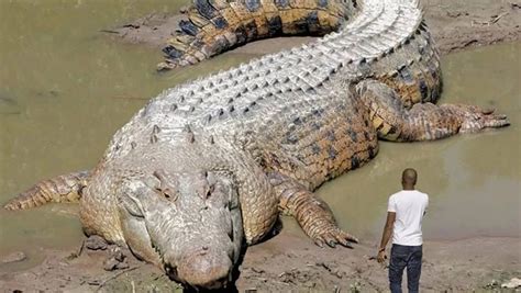 Decoding the Deeper Significance of Crocodile Intrusions in House Dreams