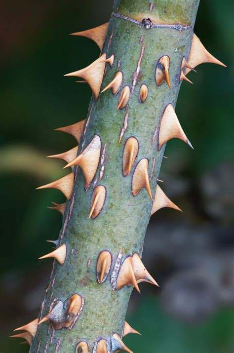 Decoding the Emotional Significance of a Prickling Thorn in One's Digit