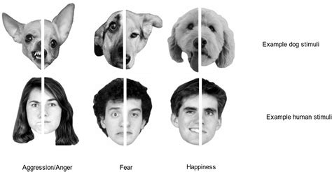 Decoding the Emotions Concealed Within a Weeping Canine