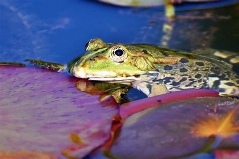 Decoding the Enigma of Toad Dreams: Interpreting their Significance