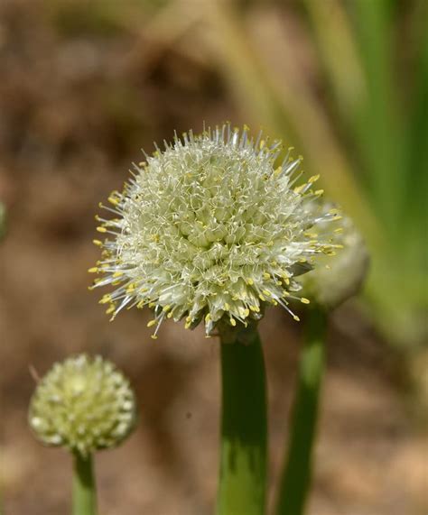 Decoding the Enigmatic Significance of Casting Allium cepa in One's Dreams