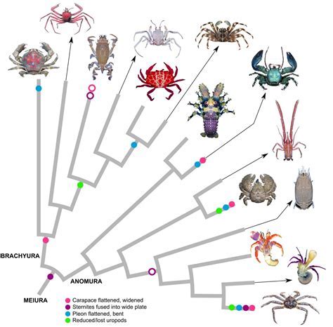 Decoding the Enigmatic Significance of Dreams Involving Violence Toward Crustaceans