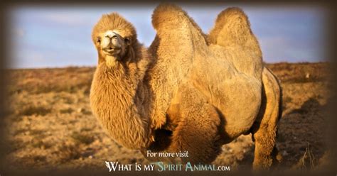 Decoding the Enigmatic Symbolism of Camel Reveries