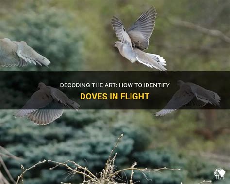 Decoding the Flight and Conduct of Doves in Visions