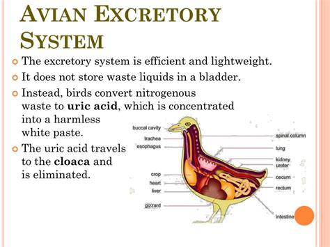 Decoding the Hidden Meanings Within Avian Excretory Fantasies