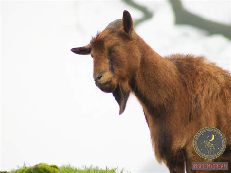 Decoding the Hidden Messages: Understanding the Meaning of Your Goat Dream