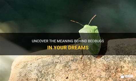 Decoding the Hidden Messages Behind the Enigmatic Bedbugs in Dreams