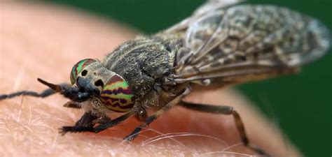 Decoding the Hidden Messages of Pesky Insects: Understanding the Symbolism of Flies in Dreams