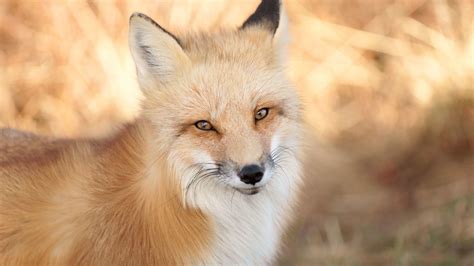 Decoding the Hidden Significance Behind Foxes Nourishing