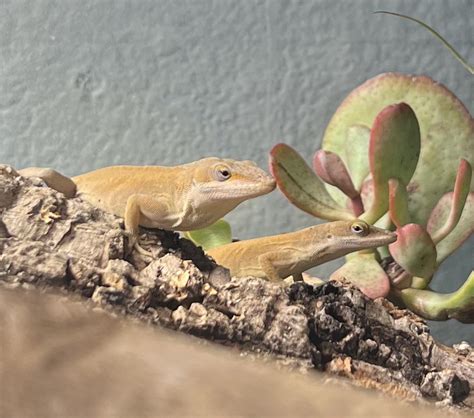 Decoding the Hidden Significance of Lizards Locked in a Staring Contest