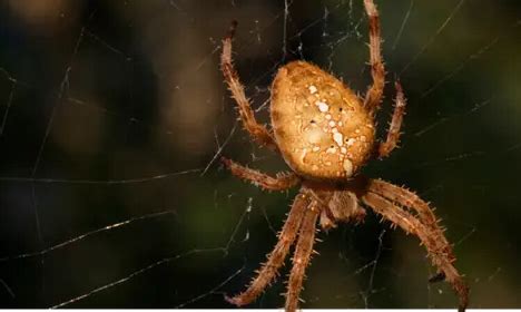 Decoding the Hidden Significance of Your Nocturnal Encounters with Enormous Eight-Legged Creatures