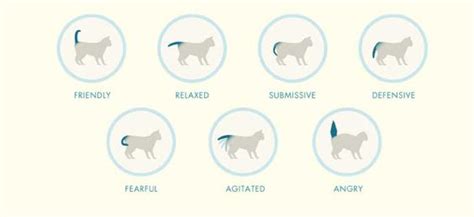 Decoding the Hues of Kitty Tails in Reverie