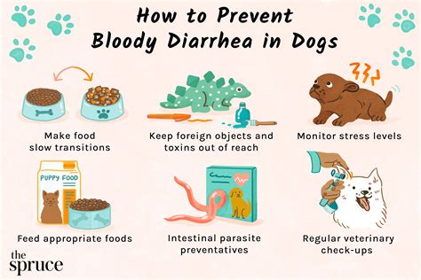 Decoding the Indications and Manifestations of Your Canine's Diarrhea