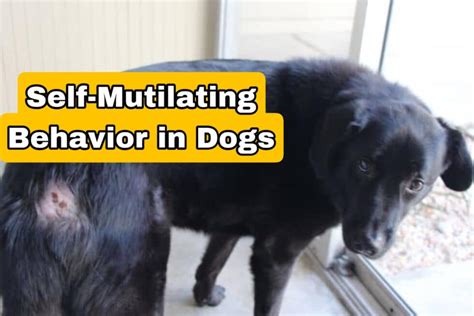 Decoding the Intricate Relationship between Mutilation and Canine Reveries