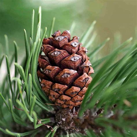 Decoding the Intricate Significance of Pine Cones