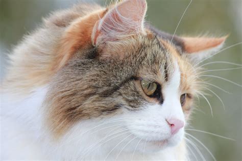 Decoding the Intriguing Mysteries Surrounding a Feline's Ailment-Induced Reveries