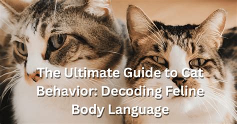 Decoding the Language of Feline Comprehension