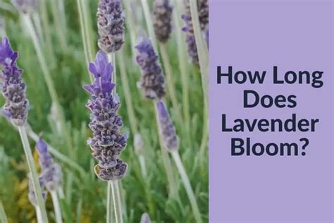 Decoding the Language of Lavender Blooms