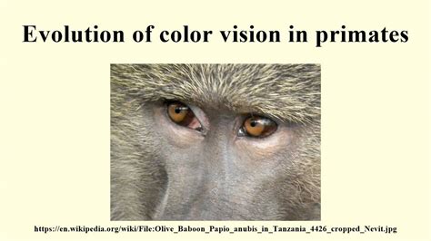 Decoding the Meaning: Psychological Perspectives on Primate Visions