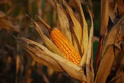 Decoding the Meaning Behind Harvesting a Gourd in the Realm of Dreams