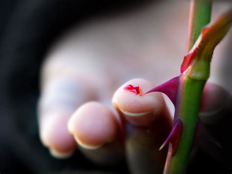 Decoding the Meaning Behind a Thorn Piercing Your Finger in a Dream