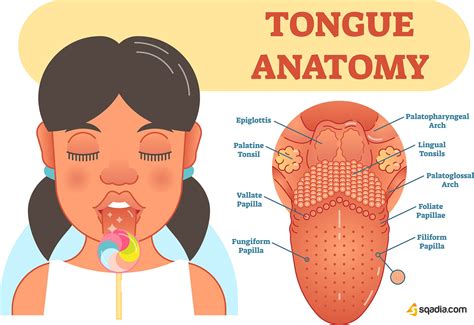 Decoding the Meaning of Tongue Follicular Expansion Fantasies