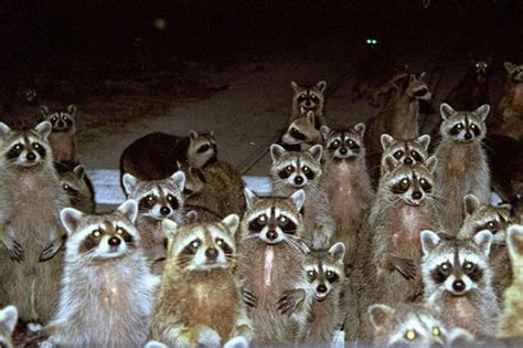 Decoding the Meaning of Your Vision Involving a Massive Raccoon: An In-Depth Guide to Deciphering