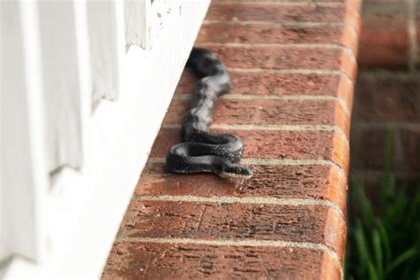 Decoding the Message: Understanding the Meaning of Snake Infested Homes