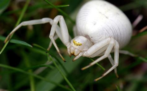 Decoding the Message of Petite Pale Arachnids in One's Dream