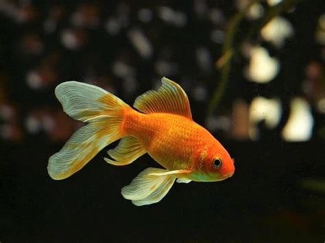 Decoding the Metaphorical Language of Dreams About Receiving Pet Goldfish