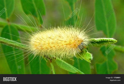 Decoding the Physical Characteristics of a Golden Caterpillar