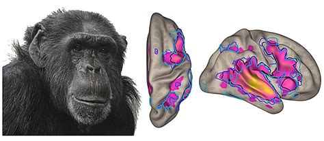 Decoding the Presence of the Primate in My Subconscious