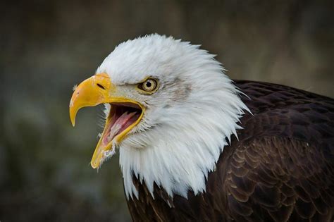 Decoding the Profound Significance of Dreams Centered on Eagle Demise