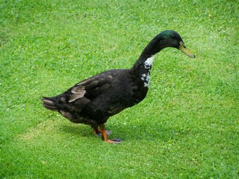 Decoding the Psychological Significance of Duck Aggression in Dreamscapes