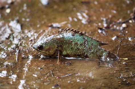 Decoding the Puzzle: Exploring the Significance of Dreams Involving Fish Out of Water