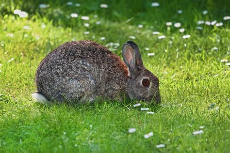 Decoding the Puzzle: Unveiling Rabbit Reveries and their Importance