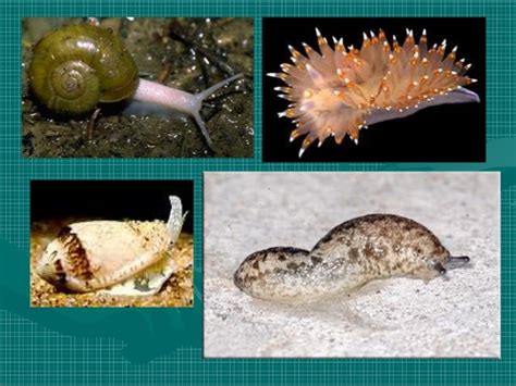 Decoding the Science Behind Aviating Gastropods