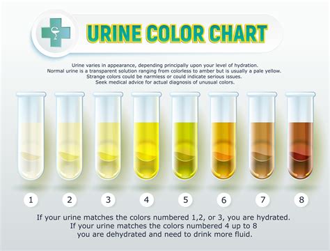 Decoding the Significance of Amber-Colored Urine: What Does It Indicate?