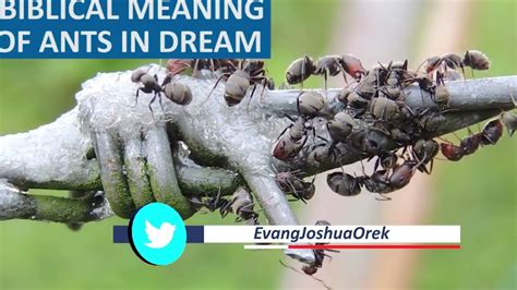 Decoding the Significance of Ants' Actions within Dreamscapes