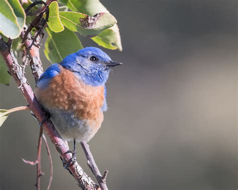 Decoding the Significance of Bird Colors in Enigmatic Dream Feasts