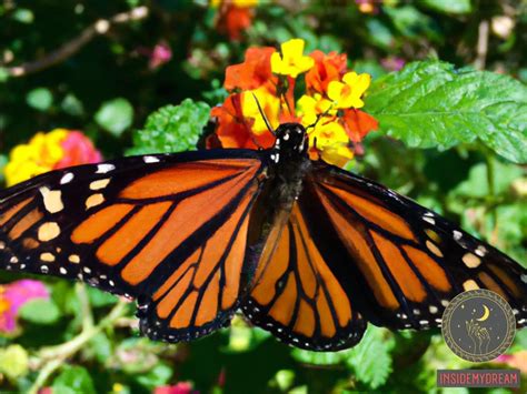 Decoding the Significance of Butterflies: Unveiling their Symbolic Essence