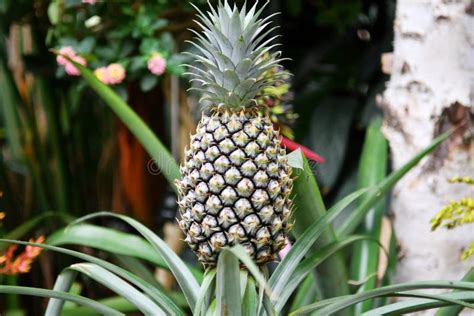 Decoding the Significance of Dreaming about Immature Pineapple