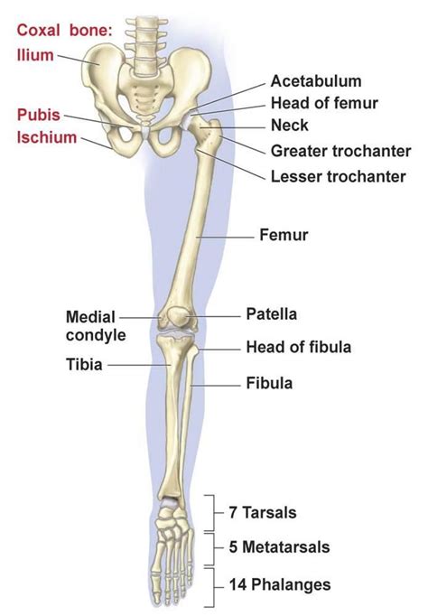 Decoding the Significance of Fecal Matter on Lower Extremity