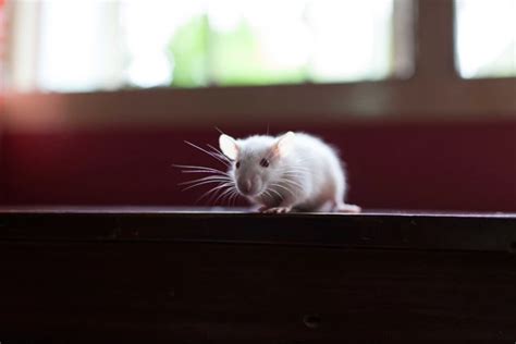 Decoding the Significance of Rats in the Analysis of Dreams