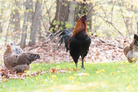 Decoding the Significance of Rooster Aggression