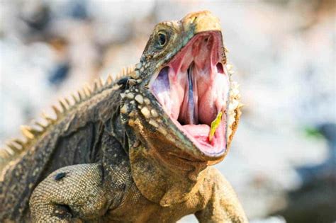 Decoding the Significance of Unexpected Iguana Bites