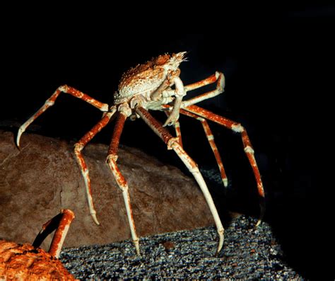 Decoding the Significance of a Crawl from an Arachnid on the Visage