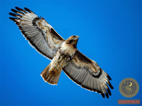 Decoding the Symbolic Messages: Embracing Personal Growth through Hawk Dreams