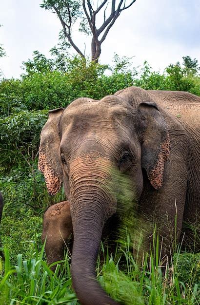 Decoding the Symbolic Significance of Majestic Pachyderms