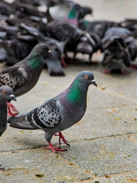 Decoding the Symbolism: Pigeons as Manifestations of Fear and Anxiety